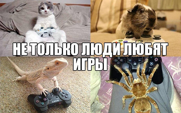 Животные-геймеры