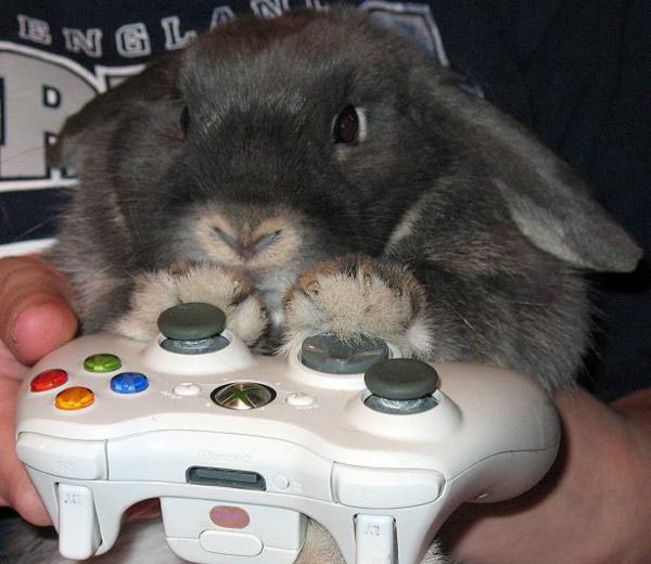Животные-геймеры