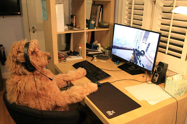 Животные-геймеры