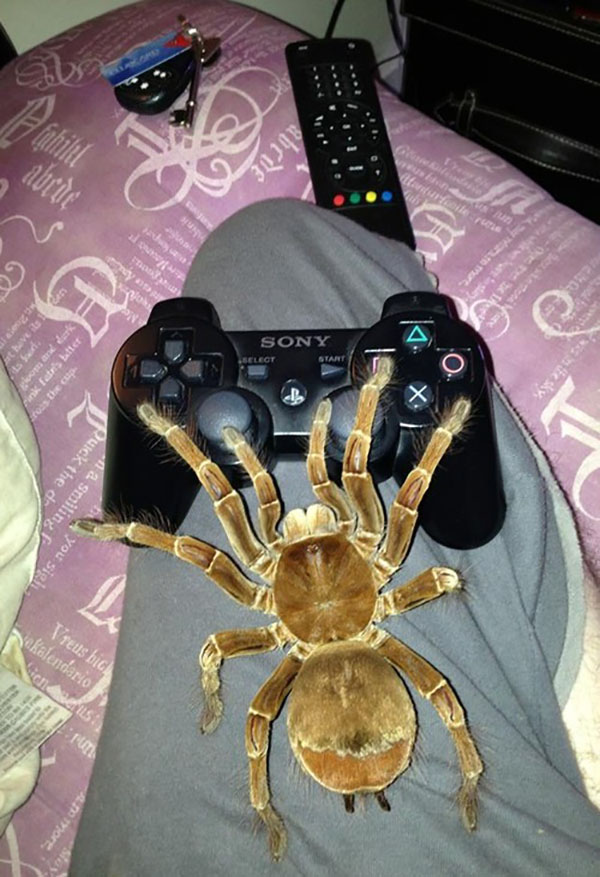 Животные-геймеры