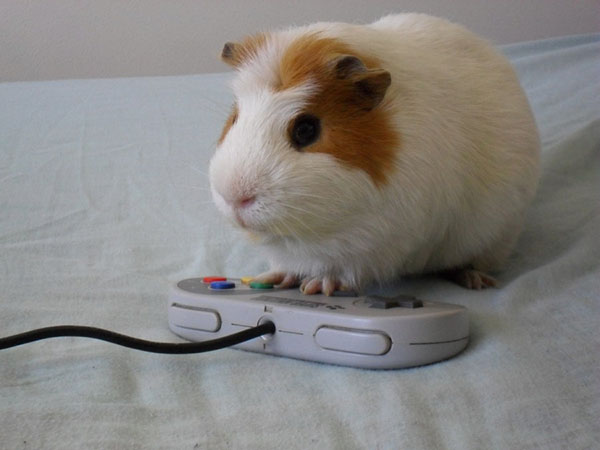 Животные-геймеры