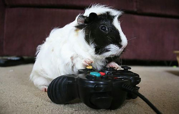 Животные-геймеры