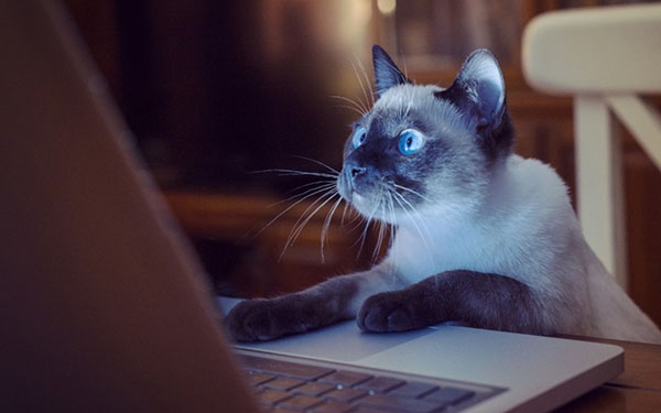 кот за компьютером