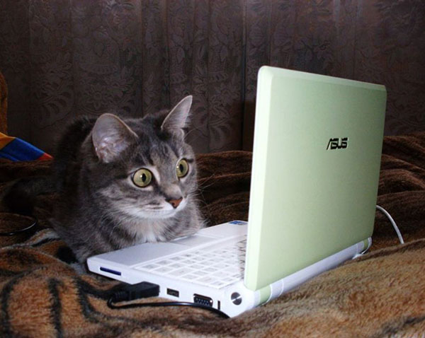 кот за компьютером