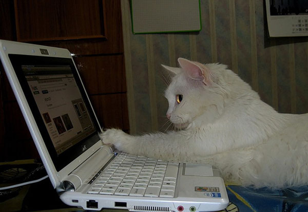кот за компьютером