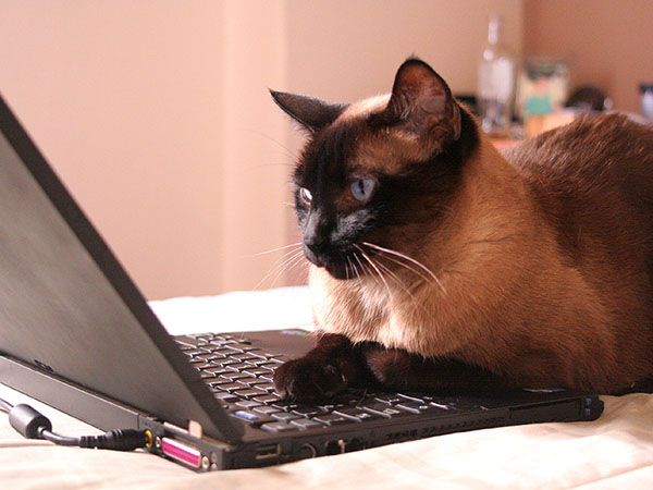 кот за компьютером