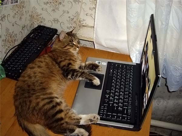 кот за компьютером
