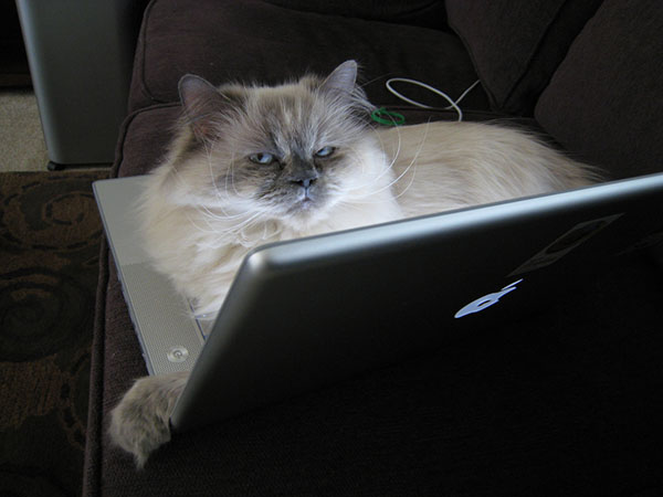 кот за компьютером