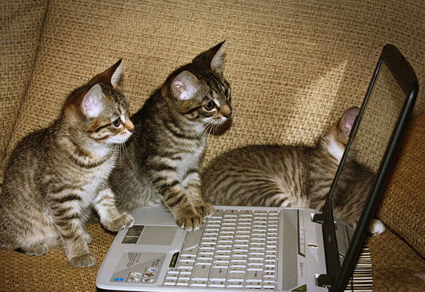 кот за компьютером