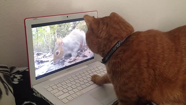 кот за компьютером