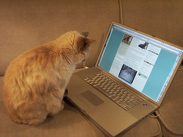 кот за компьютером