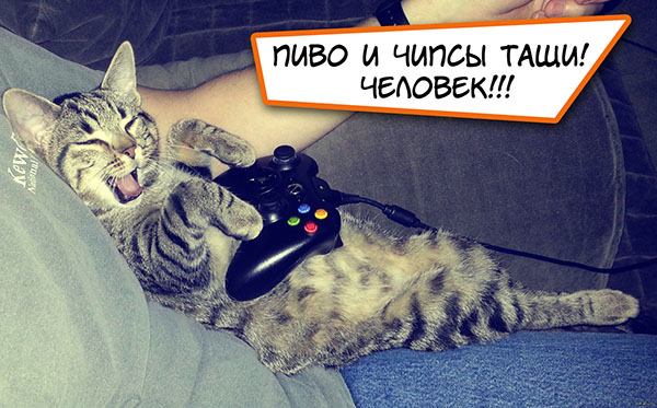 Коты-геймеры