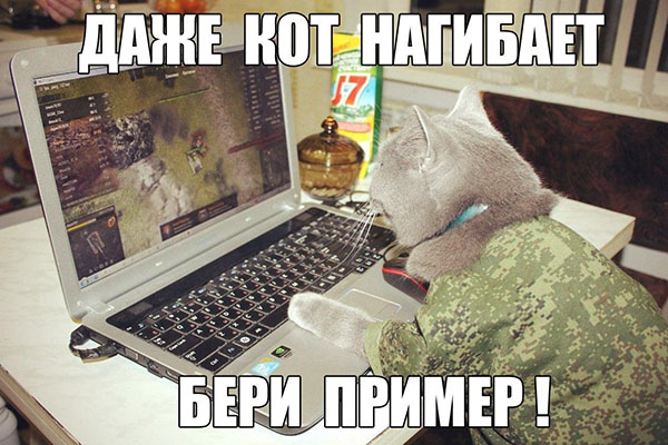 Коты-геймеры