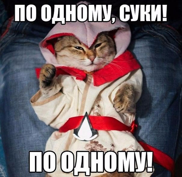 Коты-геймеры