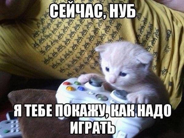 Коты-геймеры