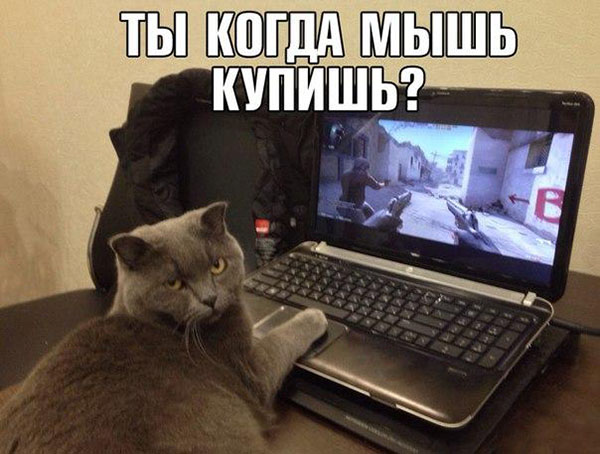 Коты-геймеры