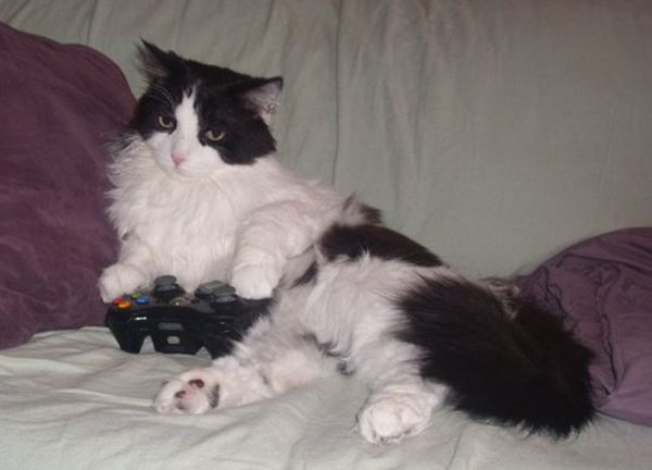 Коты-геймеры