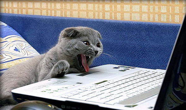 Коты-геймеры