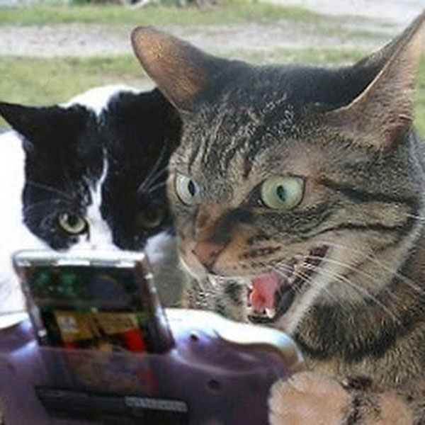 Коты-геймеры