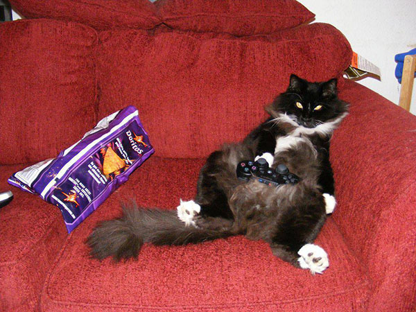 Коты-геймеры