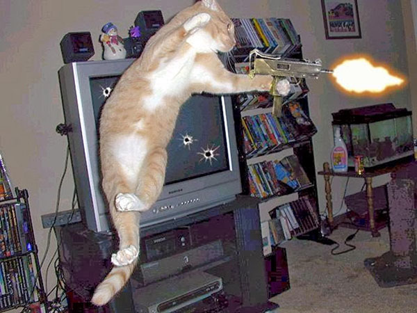 Коты-геймеры