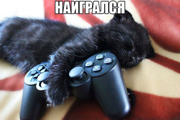 Коты-геймеры