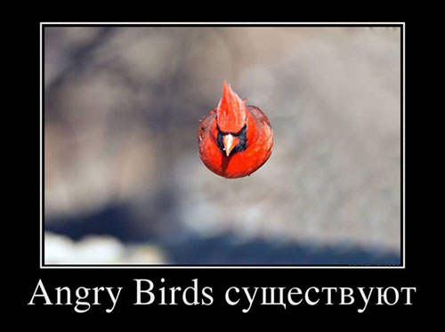 Angry Birds