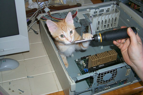 Кот чинит компьютер