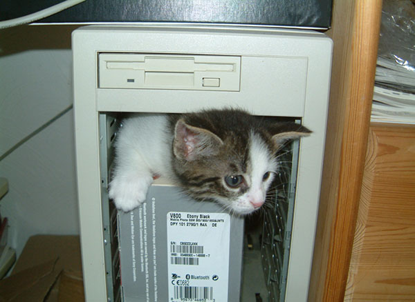 Кот чинит компьютер