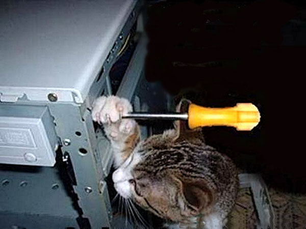 Кот чинит компьютер