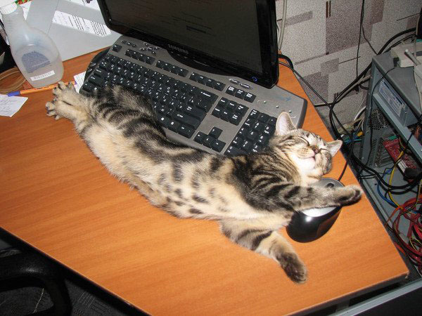 Кот отдыхает