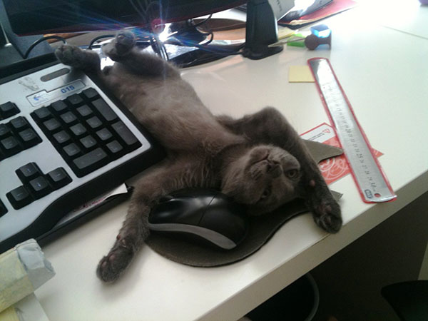 Кот отдыхает